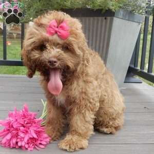 Brandy, Cockapoo Puppy